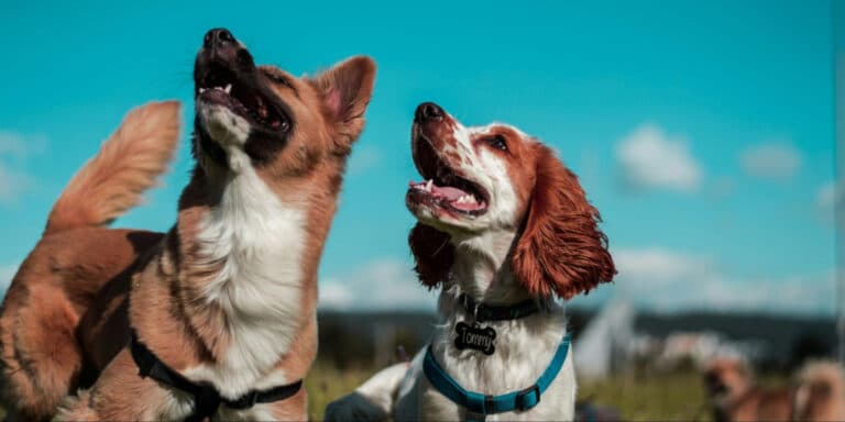 Canine Community Building: How To Build Socialization and Friendship With Your Pet