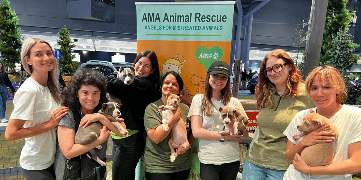 Angels for Mistreated Animals (AMA): Saving Lives, Creating Futures