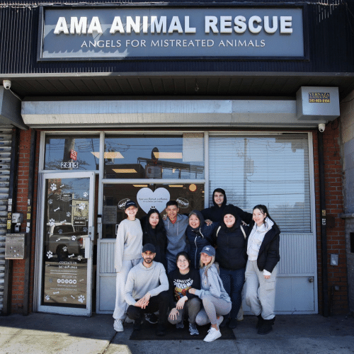 Angels for Mistreated Animals (AMA): Saving Lives, Creating Futures