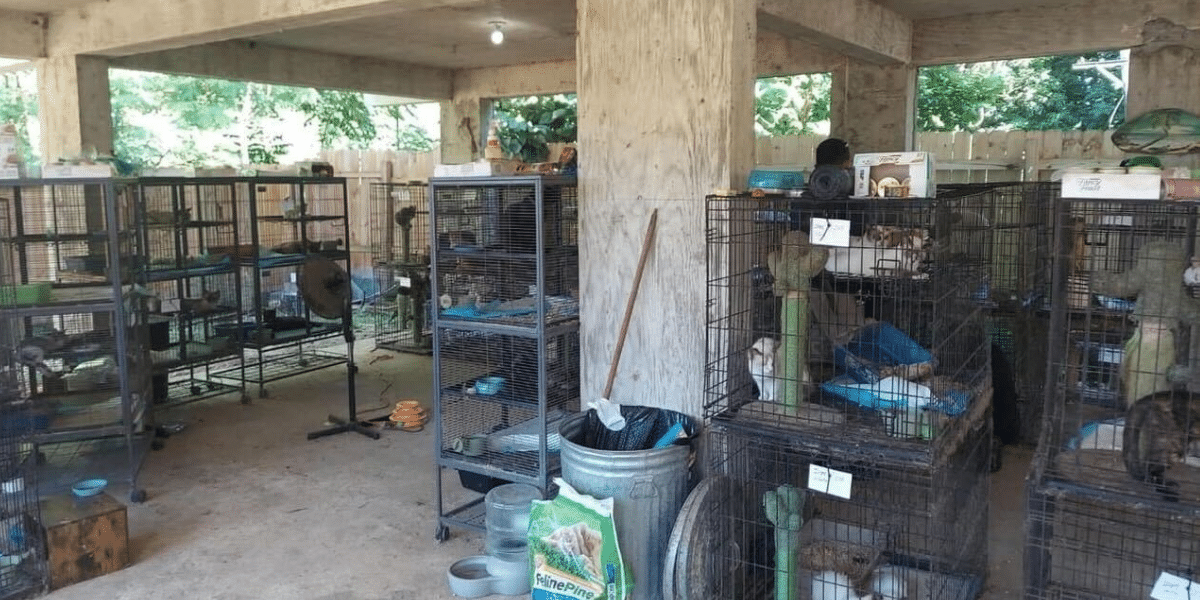 Erica Erickson: Leading Feline Welfare in Puerto Rico