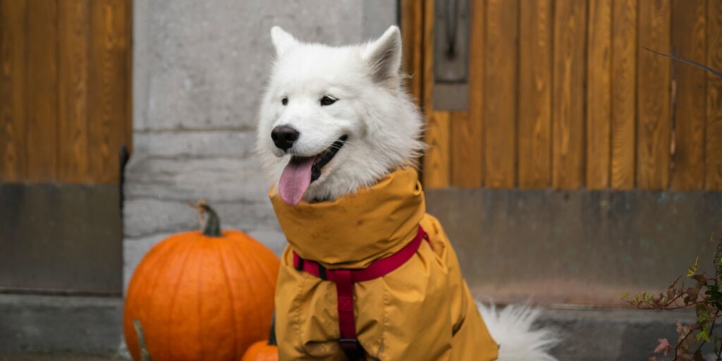 Adorable Pet Costume Ideas for Halloween: Dress Your Furry Friend for Fun