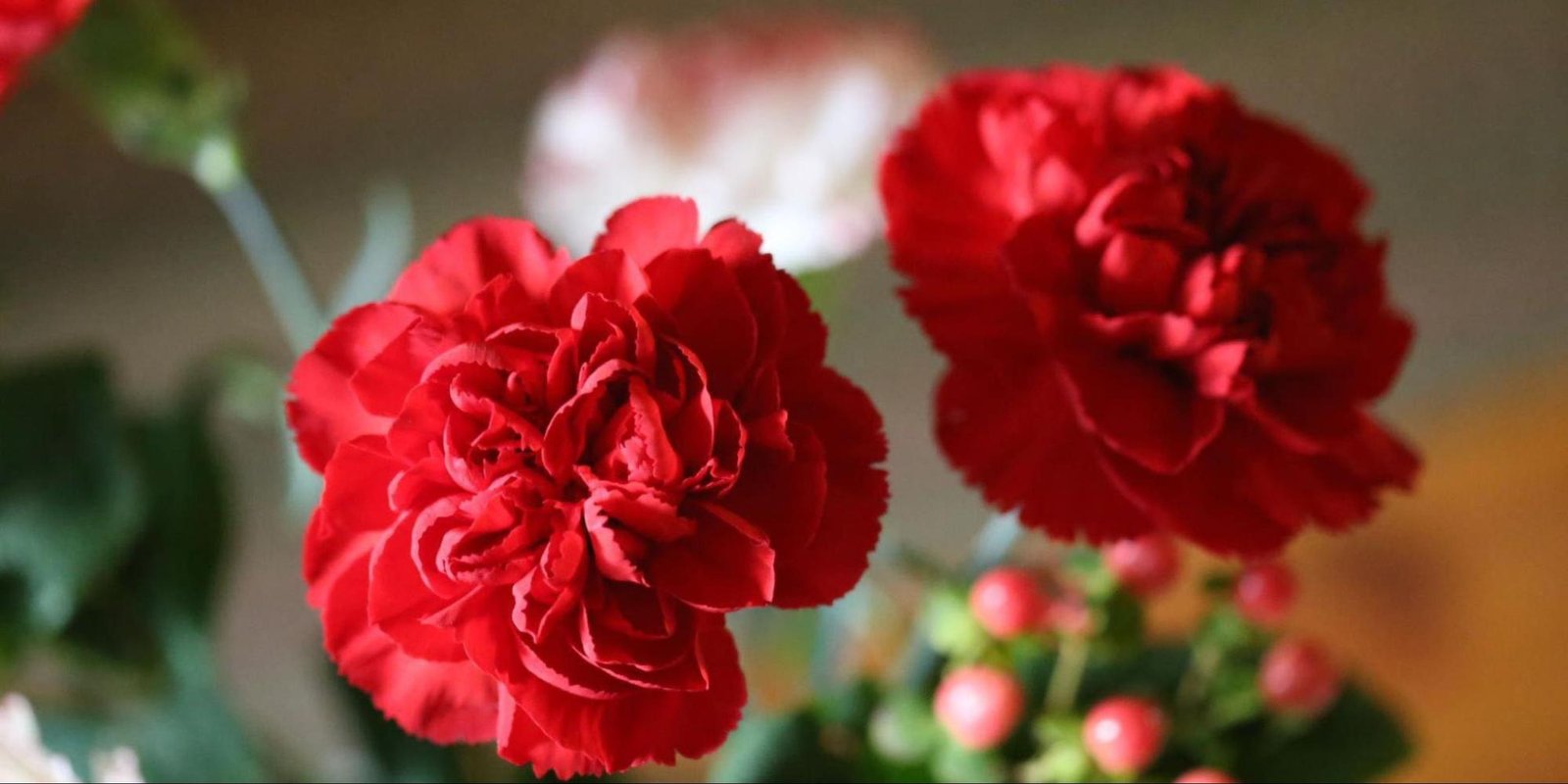 Wholesale Carnations Shaping the Floral Industry with Innovation and Excellence