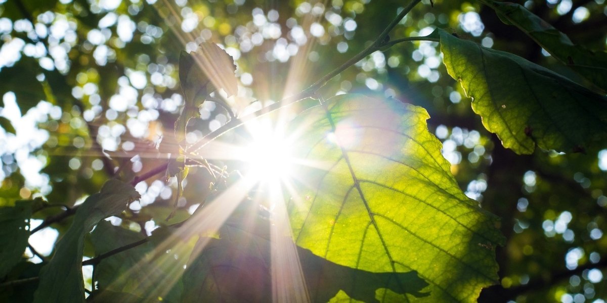 The Sun's Gentle Touch: Understanding Sunlight's Role in Well-being (with caution)