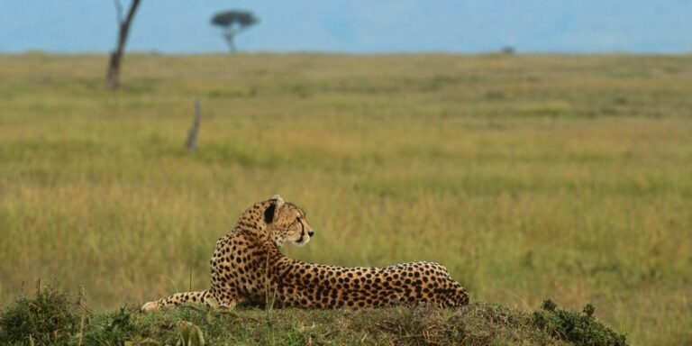 From Savannah to Safari: The Allure of African Safari Tanzania