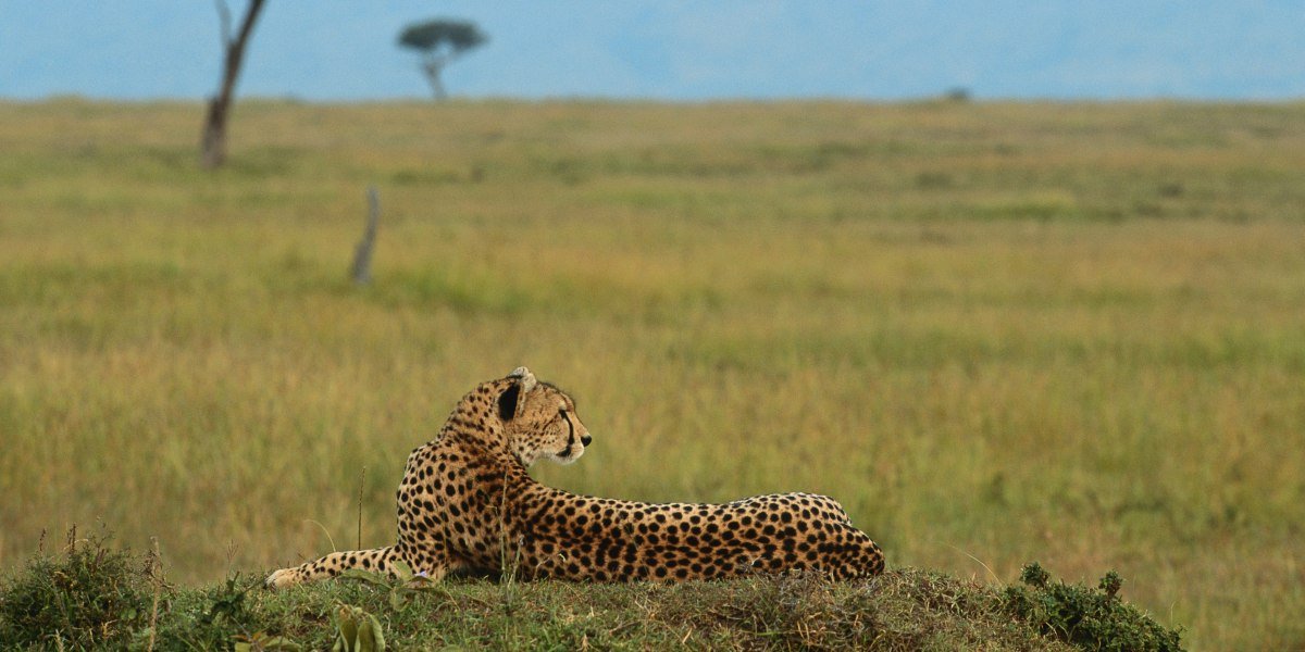 From Savannah to Safari: The Allure of African Safari Tanzania