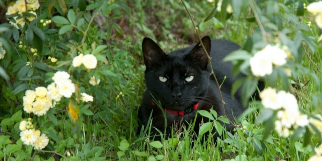 Protecting Black Cats: Spain Halts Adoptions Over Ritual Fears