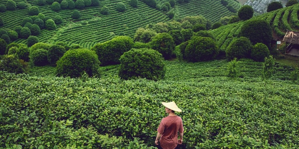 The Next Wave of Tea: Why Chinese Chains are Racing to the American Market