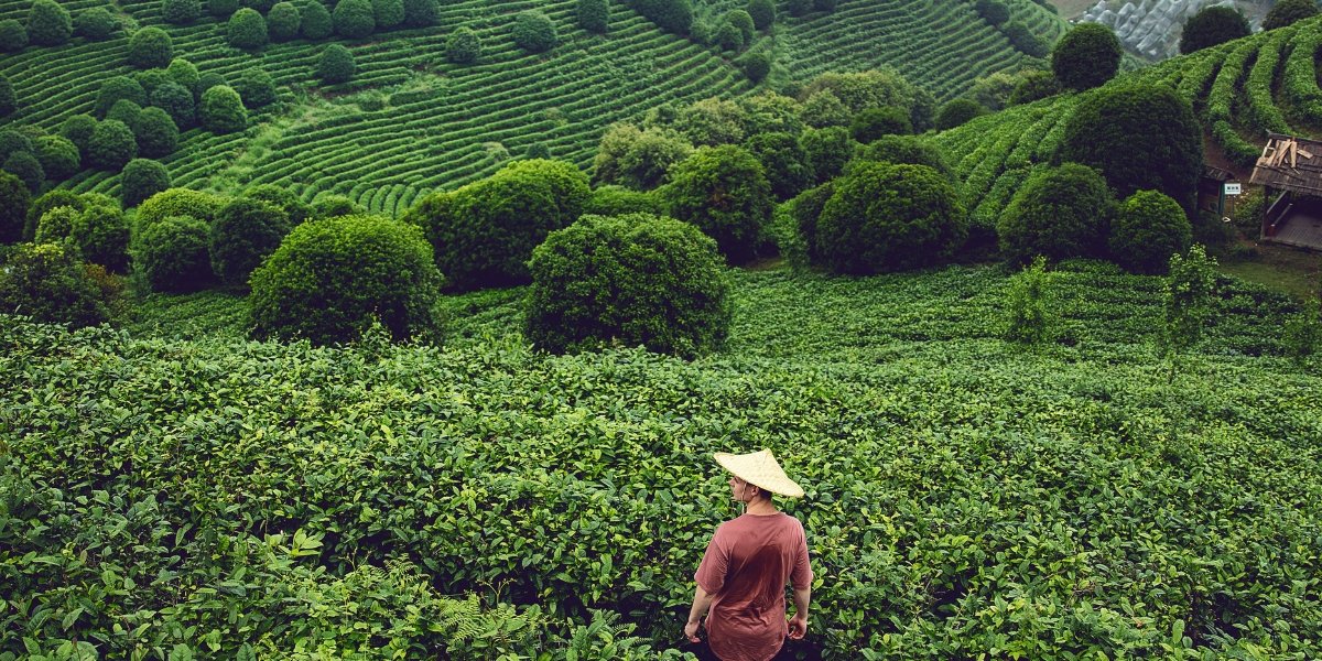 The Next Wave of Tea: Why Chinese Chains are Racing to the American Market