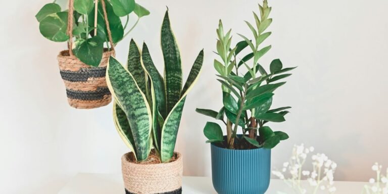 5 Easy-Care Indoor Plants from Everglades Farm to Elevate Your Holiday Décor All Year Long