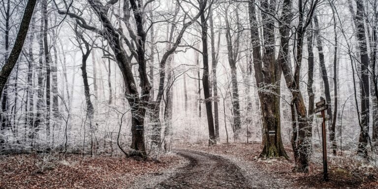 Why Trees “Explode” in Deep Winter Cold Science, Safety, and What It Means for Americans